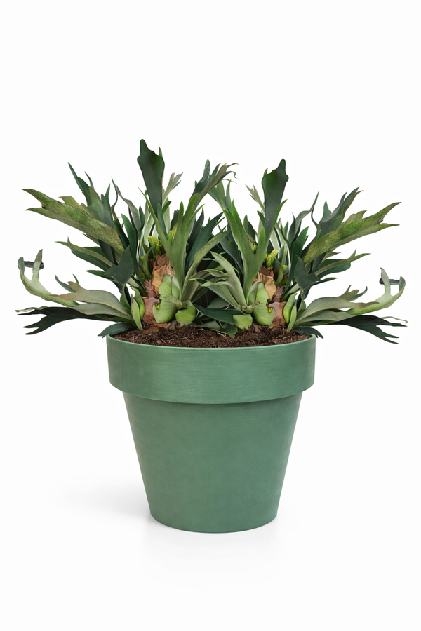PLATYCERIUM BIFORCATUM À TEMPS 40 2 PLANTES