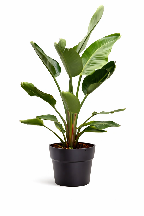 VASE STRELITZIA NICOLAI ANDROMÈDE 38