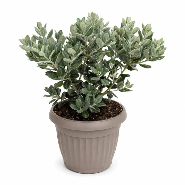 Metrosideros Excelsa in Pot D.18 H.30 cm