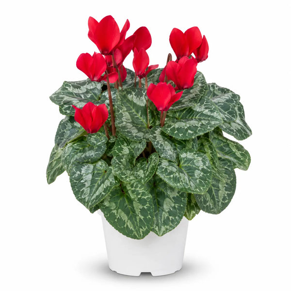 Alpenveilchen in gemischten Farben (Cyclamen persicum), D.14, H.25 cm