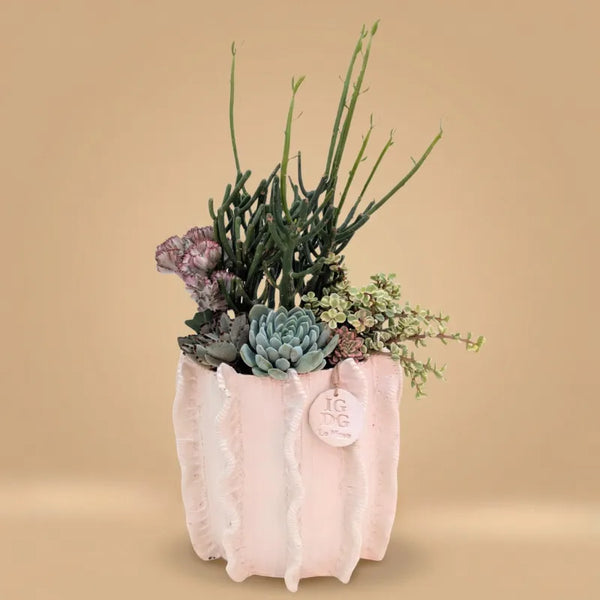 Composition de plantes grasses en pot d'argile Penelope H.25,5 cm