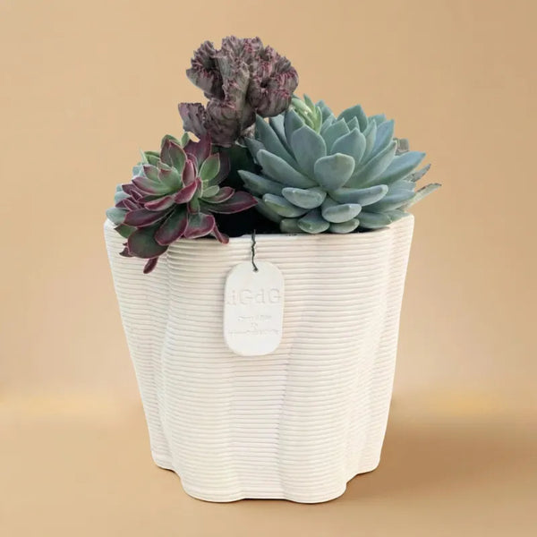 Composition de plantes grasses en pot d'argile Venezia