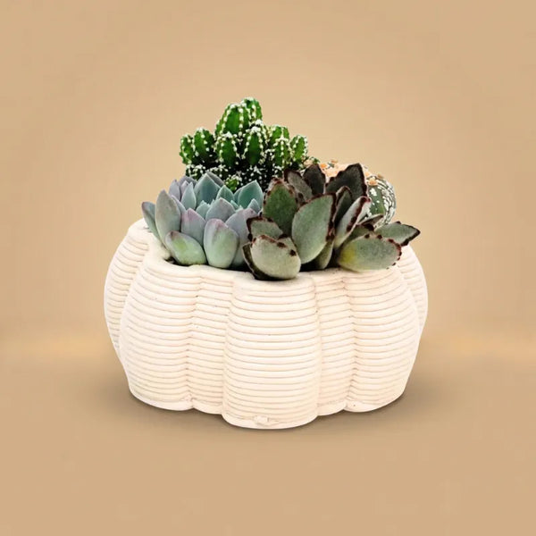 Composizioni di piante grasse in vaso ceramica artigianale iris D. 13 CM