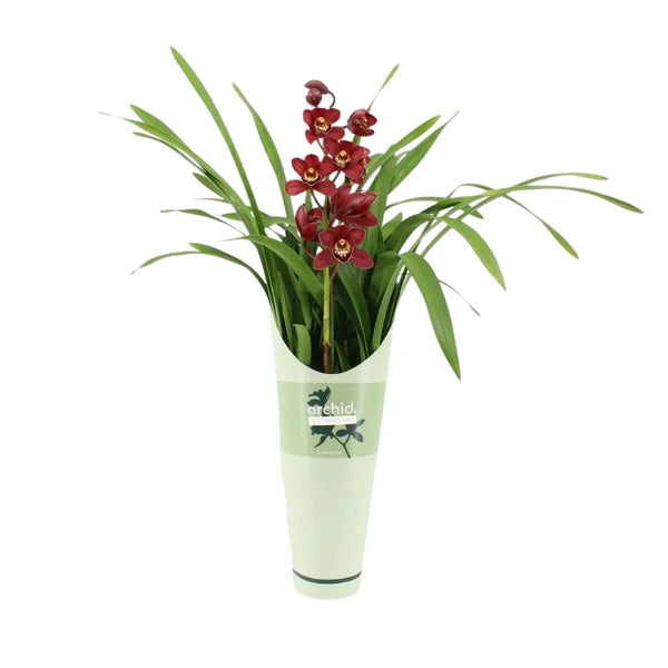 Cymbidium Red beauty Roy 1 stelo H.65 cm