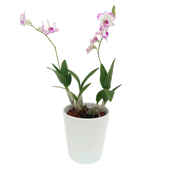 Mini orchidée Dendrobium thaïlandaise en pot de céramique blanche