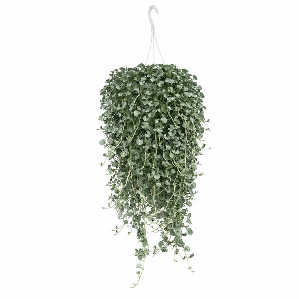 Dichondra argentea basket D.17 H.30 cm
