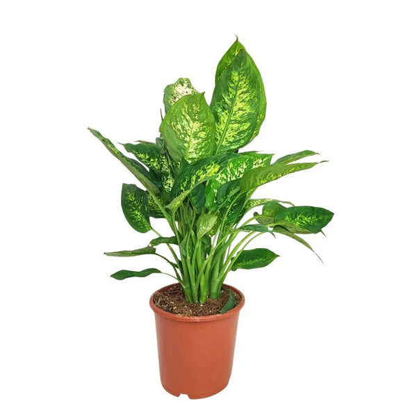 Dieffenbachia Compacta Ø 17 Vaso plastica