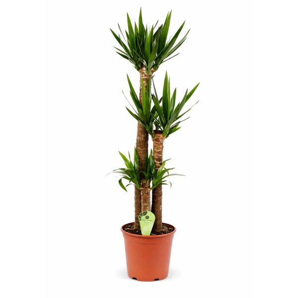 Yucca in Pot D.19 H.80 cm