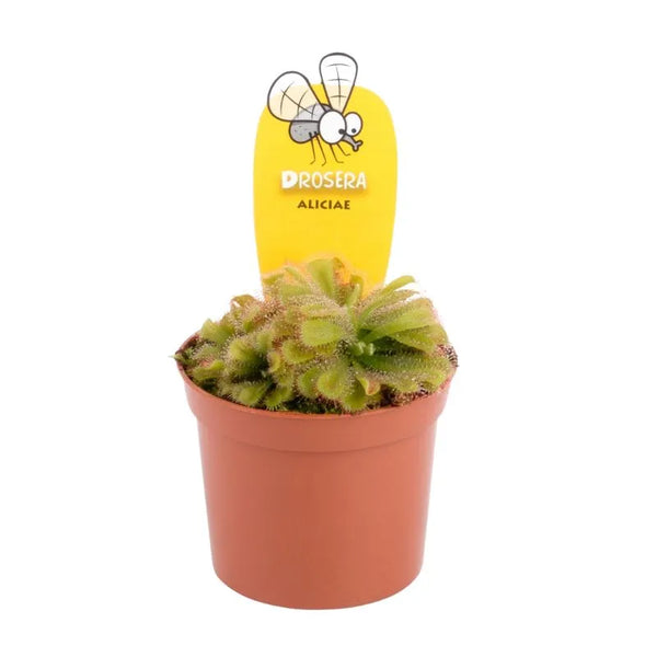 Drosera Aliciae d. 8.5