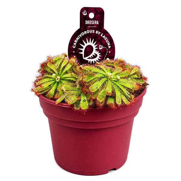 Drosera aliciae D.12 H.12 cm