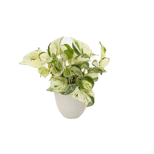 Epipremnum pinn heureux H.25 cm