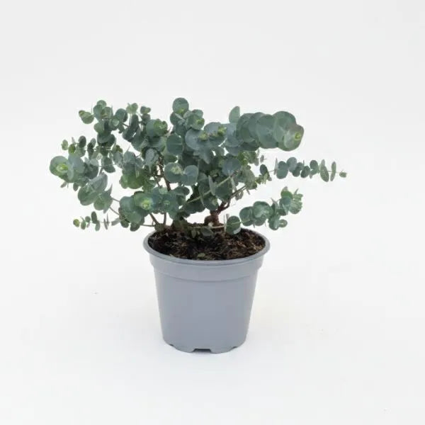 Eucalipto Gunnii D. 12 cm - 6 Pezzi - 6 Pezzi
