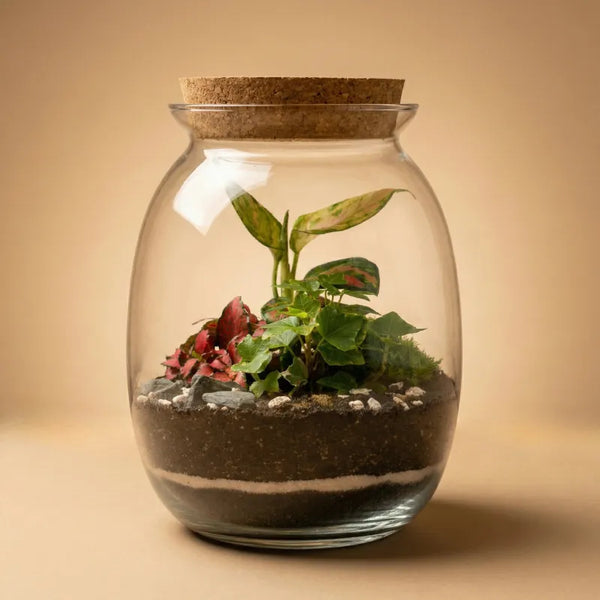 Terrarium Carlotte avec plantes vertes