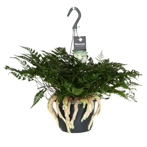 Felce Humata tyermannii D. 18 cm