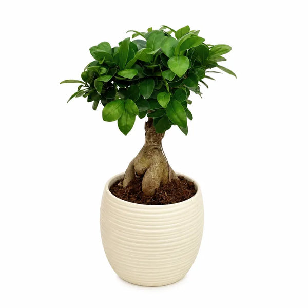 Bonsai ficus ginseng in vaso Sally D.15 H.35 cm