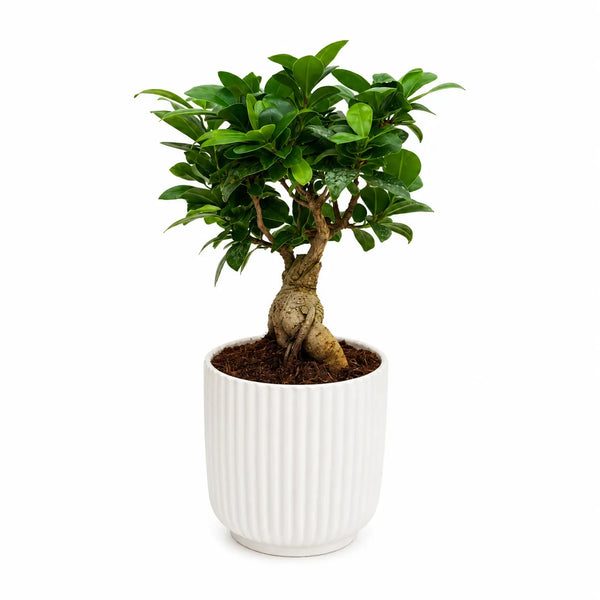 Bonsai ficus ginseng in vaso Pitti D.12 H.30 cm