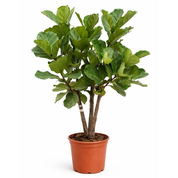 Ficus Lyrata D. 35