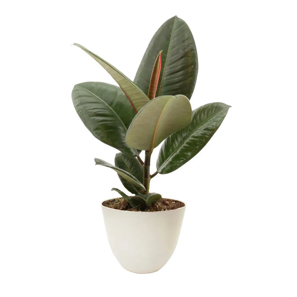 Ficus Elastica Tinekè hauteur 35 cm