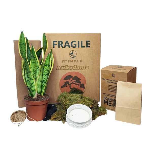 Kit Kokedama DIY Sansevieria Laurentii, tout compris