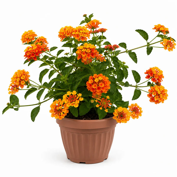 Lantana D.18 H.35 cm