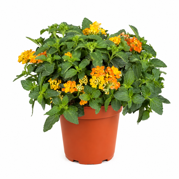 Lantana D.14 H.30 cm