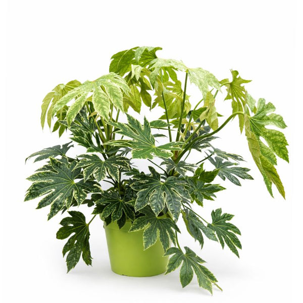 Aralia spiderweb D.30 H.80 cm