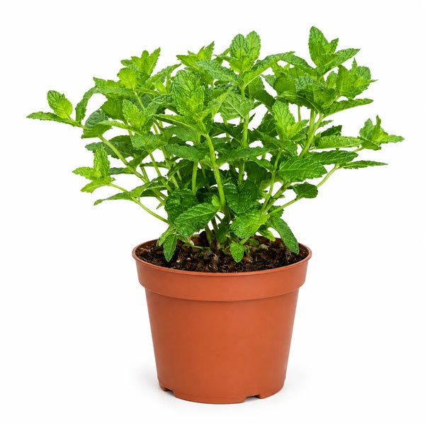 Menta marroquí D.14 H.25 cm