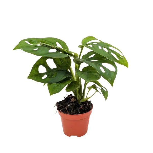 Mini Monstera Monkey Obliqua