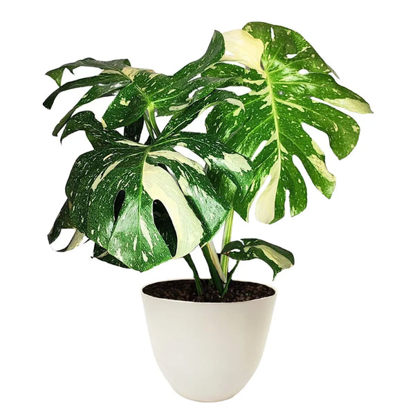 Monstera Thai Constellation - Altezza Pianta 70/80 cm
