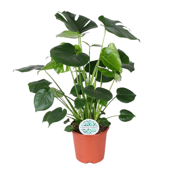 Monstera deliciosa altezza 80 cm