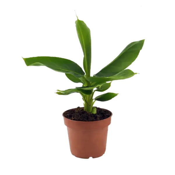 Musa Tropicana D.12 H.35 cm