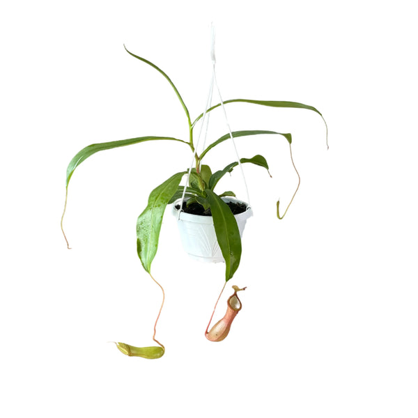 Plante carnivore longueur 35/45 cm pot suspendu diamètre 15 cm