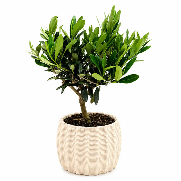 Olive tree in artisanal pot Dioniso D. 16 H. 35 CM