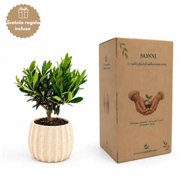 Olivenbaum im handgefertigten Topf Dioniso D. 16 H. 35 cm mit Geschenkbox