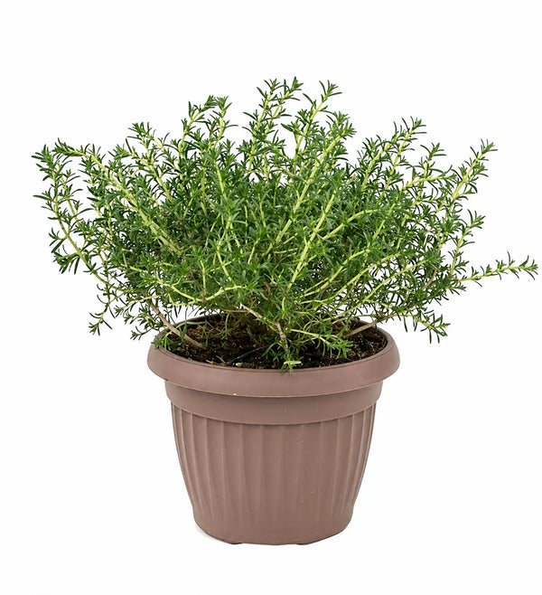 Origano in Vaso D.18 H.40 cm