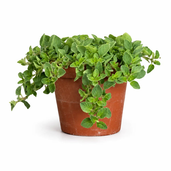 Origano Vulgare D.14 H.30 cm