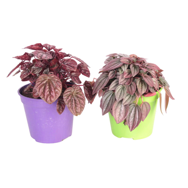 Peperomia Caperata