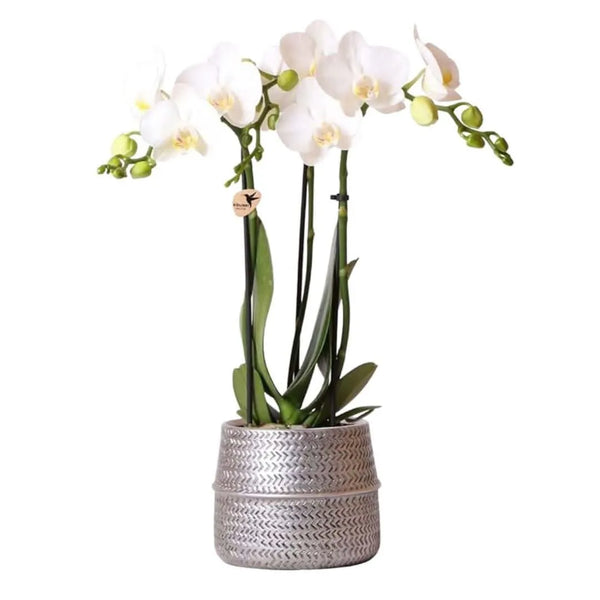 Phalaenopsis gemengd