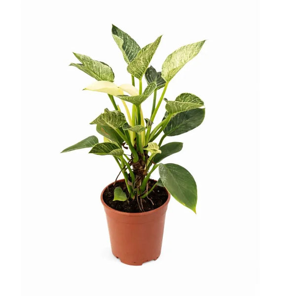 Philodendron birkin D.17 H.50 cm