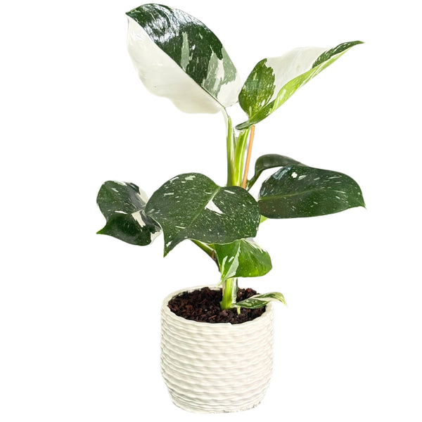 Philodendron blanc dans un vase en céramique émaillée blanche, diamètre 12 cm, hauteur 42 cm