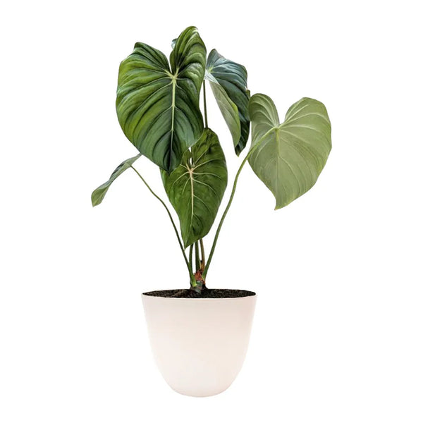 Philodendron pastazanum H.60 cm