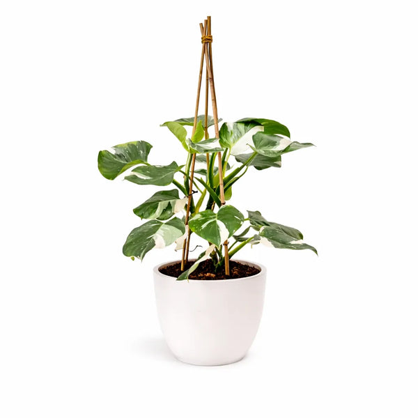 Philodendron white D.24 H.90 cm