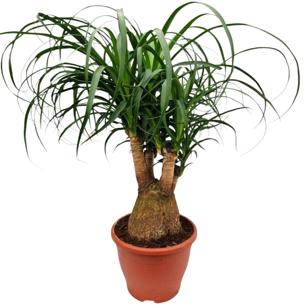 Beaucarnea recurvata altezza 55 cm