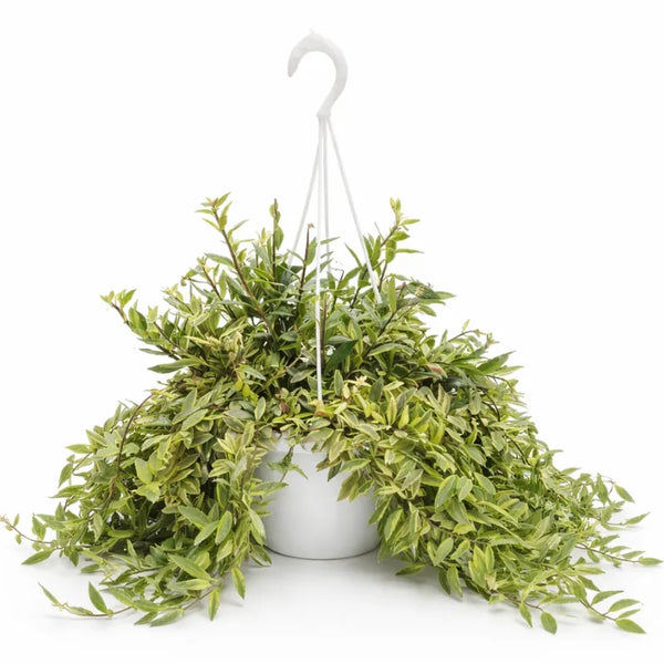 Aeschynanthus twist Bk.20 H.40cm