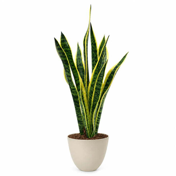 Pianta di sansevieria laurentii con coprivaso avorio su sfondo bianco