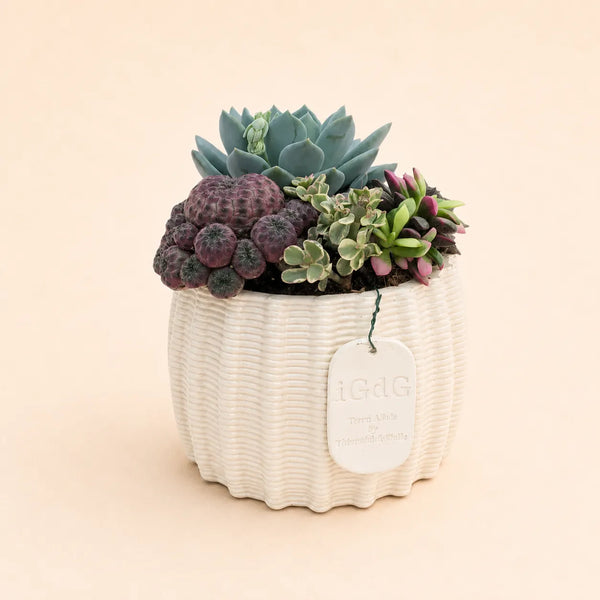 Composition de plantes grasses en pot en terre cuite Dionysos H.18 D.13 cm moyen