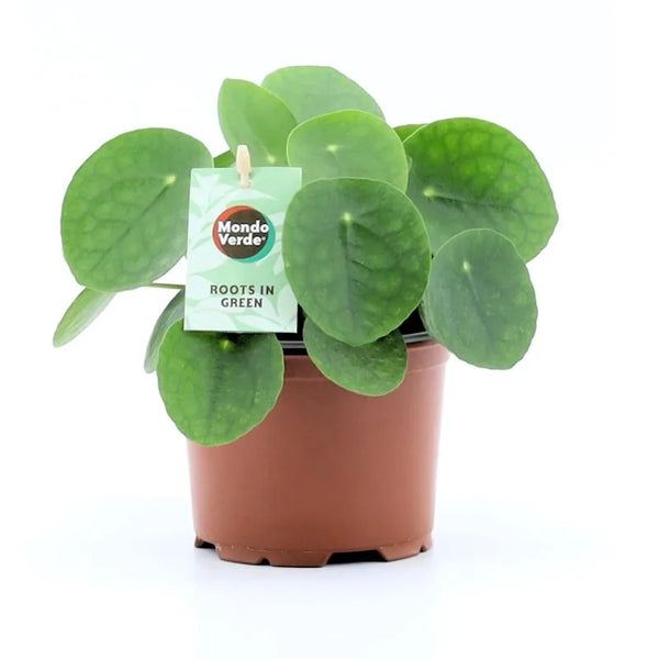 Pilea Peperomoides H.20 cm