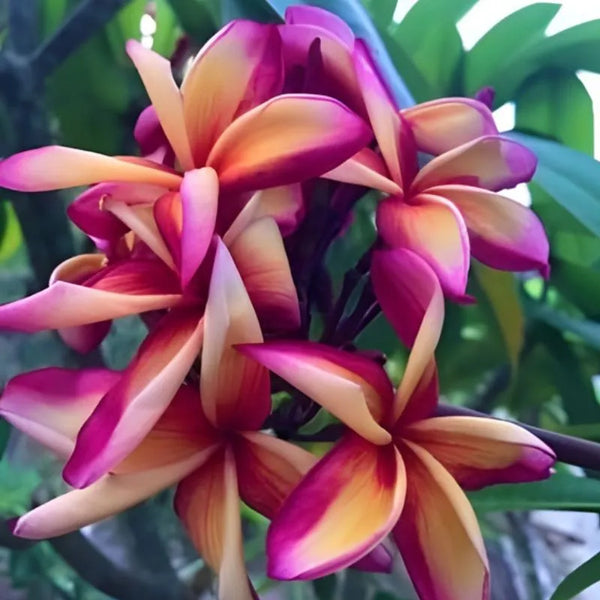 Plumeria Aloha Freddy - Ramifiée