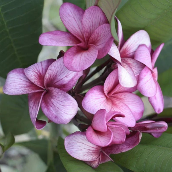Plumeria Bewitched - Singola punta