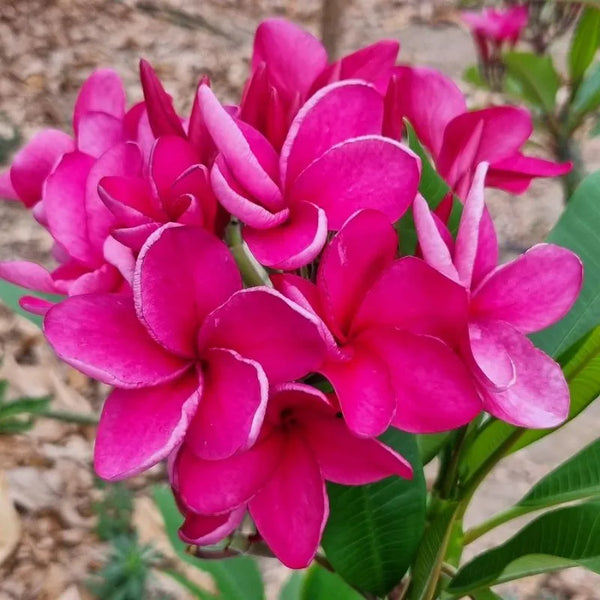 Plumeria Crimson tide - Singola punta